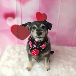 A Diamond In The Ruff Grooming Parlour, LLC - Emmy, whose owners review was thrown into the "not useful" reviews by yelp