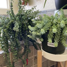 Curly lipstick (left), Burro Tail