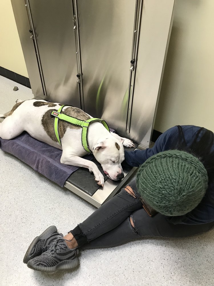 FOX CHAPEL ANIMAL HOSPITAL Updated October 2024 23 Photos & 23