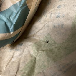 A dead fly, probably crushed from being wrapped A dead fly, probably crushed from being wrapped
