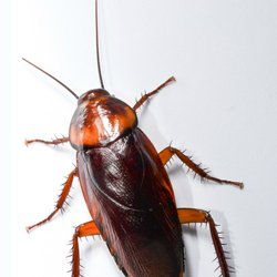 Northern States Pest & Weed Control - Brown cockroach