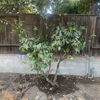 Charles Gilbert Tree Service - Transplanted lemon tree. - Tree Services Near Me