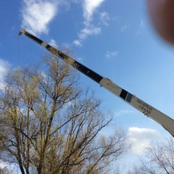Z's Trees