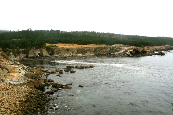 Salt Point State Park by null