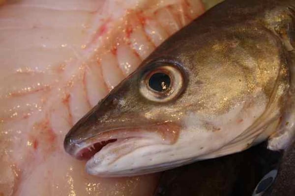 Fin and Flounder by null