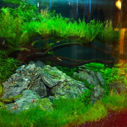 Aquaristikcenter Neuss Markus Schlangen - Aquaristikcenter Neuss