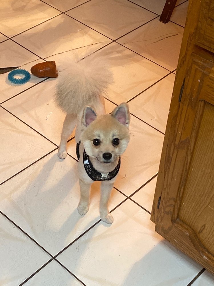 HIGHHAPPY PET RESORT Updated July 2024 44 Photos & 10 Reviews