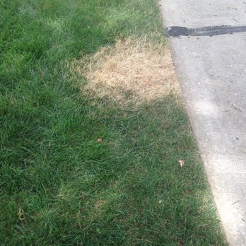 True Clean Carpet - Carpet Cleaning Near Me - Maryland Heights, Missouri True Clean Carpet - Carpet Cleaning Near Me - Maryland Heights, Missouri