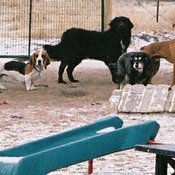 Doggie Dude Ranch - Pet Boarding Near Me - Colorado Springs, Colorado Doggie Dude Ranch - Pet Boarding Near Me - Colorado Springs, Colorado
