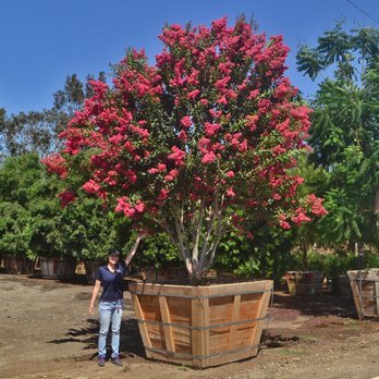 Moon Valley Nurseries - Tree Services Near Me - Irvine, California Moon Valley Nurseries - Tree Services Near Me - Irvine, California