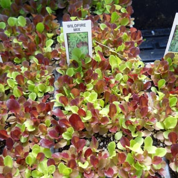 Thieneman's-Creativity grows here - Lettuces just waiting to be planted in your garden. - Nurseries & Gardening Near Me - Coxs Creek, Kentucky