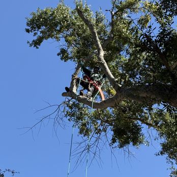 Affordable Arbor Professionals - Tree Services Near Me - Parrish, Florida Affordable Arbor Professionals - Tree Services Near Me - Parrish, Florida