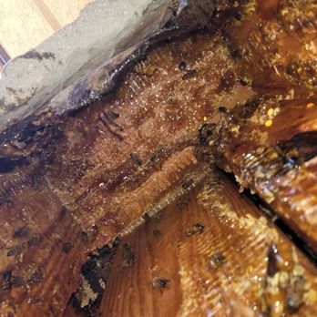 Bee Rooted - Residual wax and honey - Pest Control Near Me