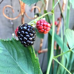 Shades of Green Permaculture - blackberry bush