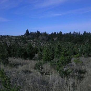 Skyline Ranch Tree Farm - Trees - Christmas Trees Near Me - La Honda, California Skyline Ranch Tree Farm - Trees - Christmas Trees Near Me - La Honda, California