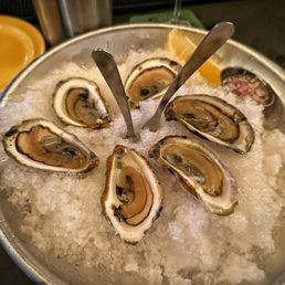 Oysters