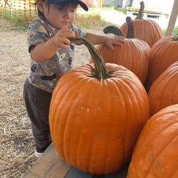 Mr Jingle's Christmas Trees - West Palm Beach - First pumpkin patch