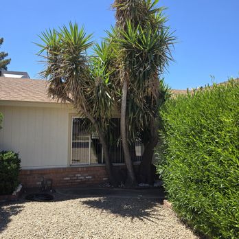 Three Trees Service - 18 Ft Yucca - Tall, spiky trees are situated near a house with a beige exterior and a brick foundation, with a gravel yard and a green hedge on the right side. - Tree Services Near Me
