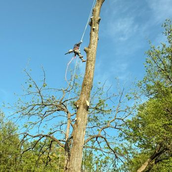 Fúnez Tree Service - Tree Services Near Me Fúnez Tree Service - Tree Services Near Me