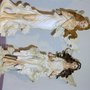 Photo of Anges et Féeries