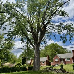 Hellmann's Tree Service - Before