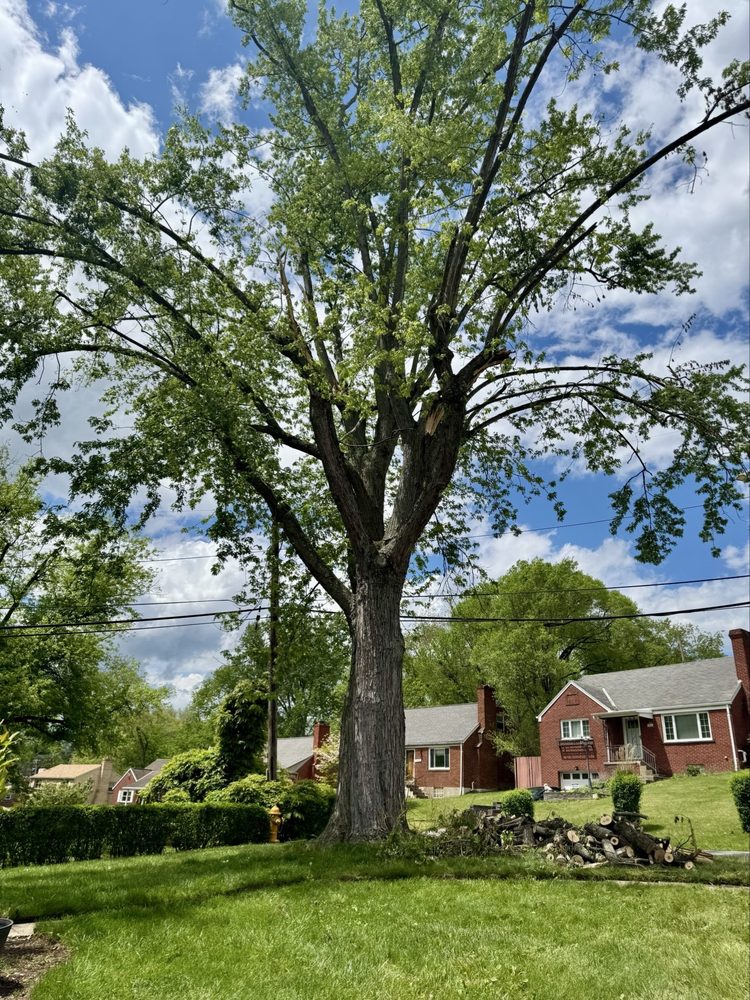 Hellmann's Tree Service - tree service in McKees Rocks, PA