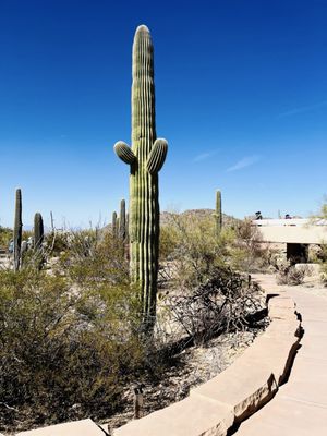 Tucson Mountain District by null