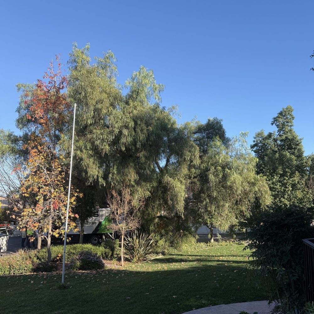 Mosis Tree Service - Tree Services Near Me - Rubidoux, California