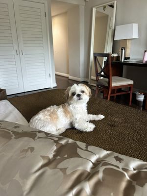 Lotus Honolulu by null