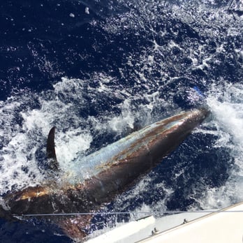 Hinatea Sportfishing - Blue marlin getting reeled in. - Boat Charters Near Me