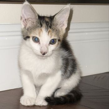 PetSmart - Pixie, our new fur baby and addition to the family. Adopted from Petsmart. - Pet Training Near Me - Miami, Florida PetSmart - Pixie, our new fur baby and addition to the family. Adopted from Petsmart. - Pet Training Near Me - Miami, Florida
