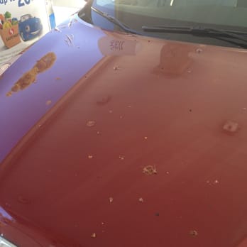 Postino - Complementary valet service left my car covered with berries from trees over the course of lunch. - New American Near Me - Lafayette, California