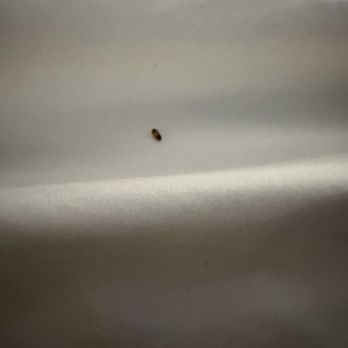 Quality Inn & Suites South Bend Airport - Bug on the sheets of the bed - Hotels Near Me - South Bend, Indiana Quality Inn & Suites South Bend Airport - Bug on the sheets of the bed - Hotels Near Me - South Bend, Indiana