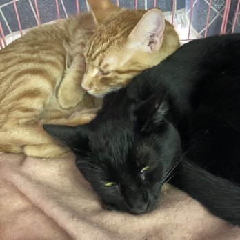 The Kitty Beautiful - Cafes Near Me - Orlando, Florida The Kitty Beautiful - Cafes Near Me - Orlando, Florida