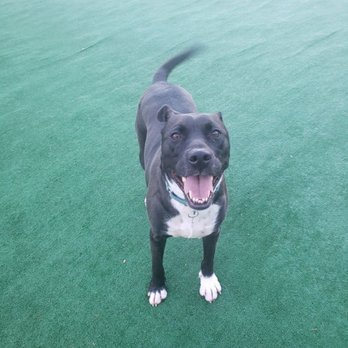 African Sky Kennel - Happy girl - Pet Boarding Near Me - Sequim, Washington