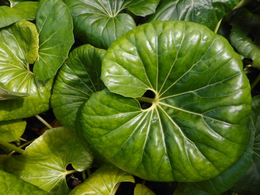 Parque de Santa Catarina by null