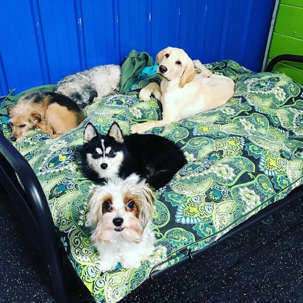 cat constipation laxative