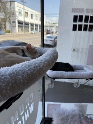 Crumbs & Whiskers | Kitten & Cat Cafe by null