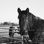 Photo of Dreams Come True Stables