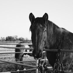 Dreams Come True Stables - Lost for words....