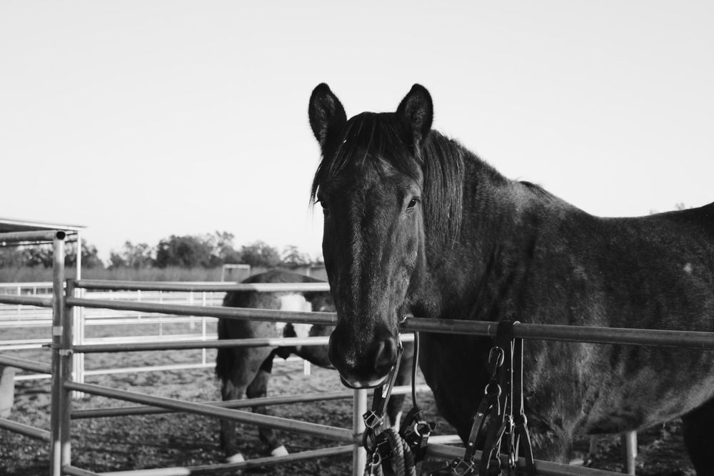 Dreams Come True Stables Logo