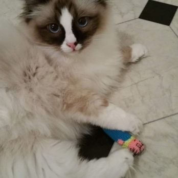 Urban Tails Pet Supply - Phoenix loved his new granny toy! - Pet Stores Near Me - Minneapolis, Minnesota