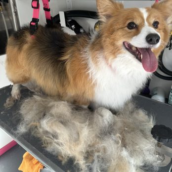 Bow Tie Mobile Pet Grooming - Pet Groomers Near Me Bow Tie Mobile Pet Grooming - Pet Groomers Near Me