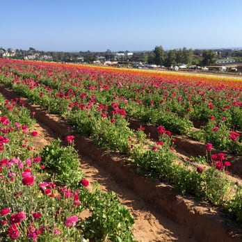 The Flower Fields - Flowers galore! - Venues & Event Spaces Near Me - Carlsbad, California