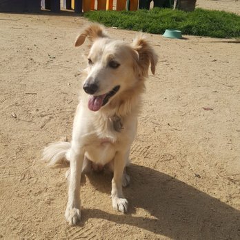 Recreation Dog Park - My nervous girl...shes so cute! - Dog Parks Near Me - Long Beach, California Recreation Dog Park - My nervous girl...shes so cute! - Dog Parks Near Me - Long Beach, California