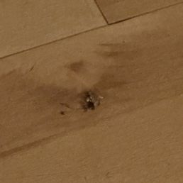 Smashed roach. My husband sprayed Raid Ant and Roach Killer around the room.