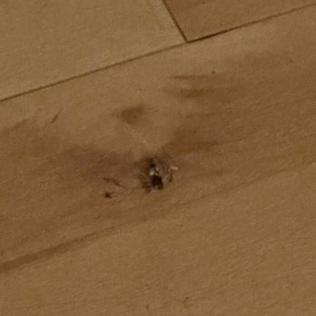 Studio 6 - Smashed roach. My husband sprayed Raid Ant and Roach Killer around the room. - Hotels Near Me - Albuquerque, New Mexico