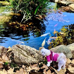 Campanile Mall - Fendi by the koi pond