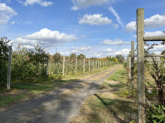 Terhune Orchards by null