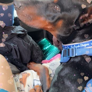 Barks & Bubbles - Self Wash and Supply - Pet Stores Near Me - Whittier, California